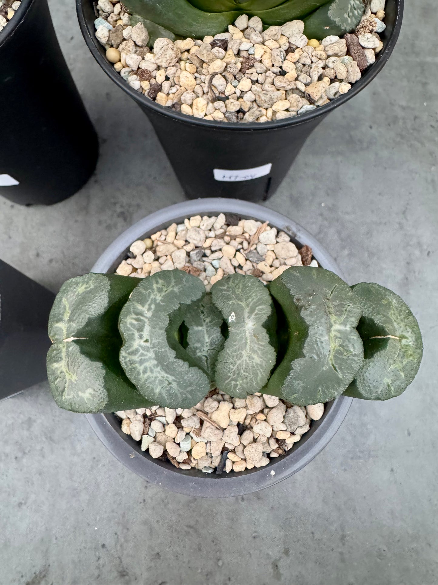 Haworthia truncata cv. Aoigozen