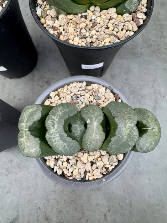 Haworthia truncata cv. Aoigozen