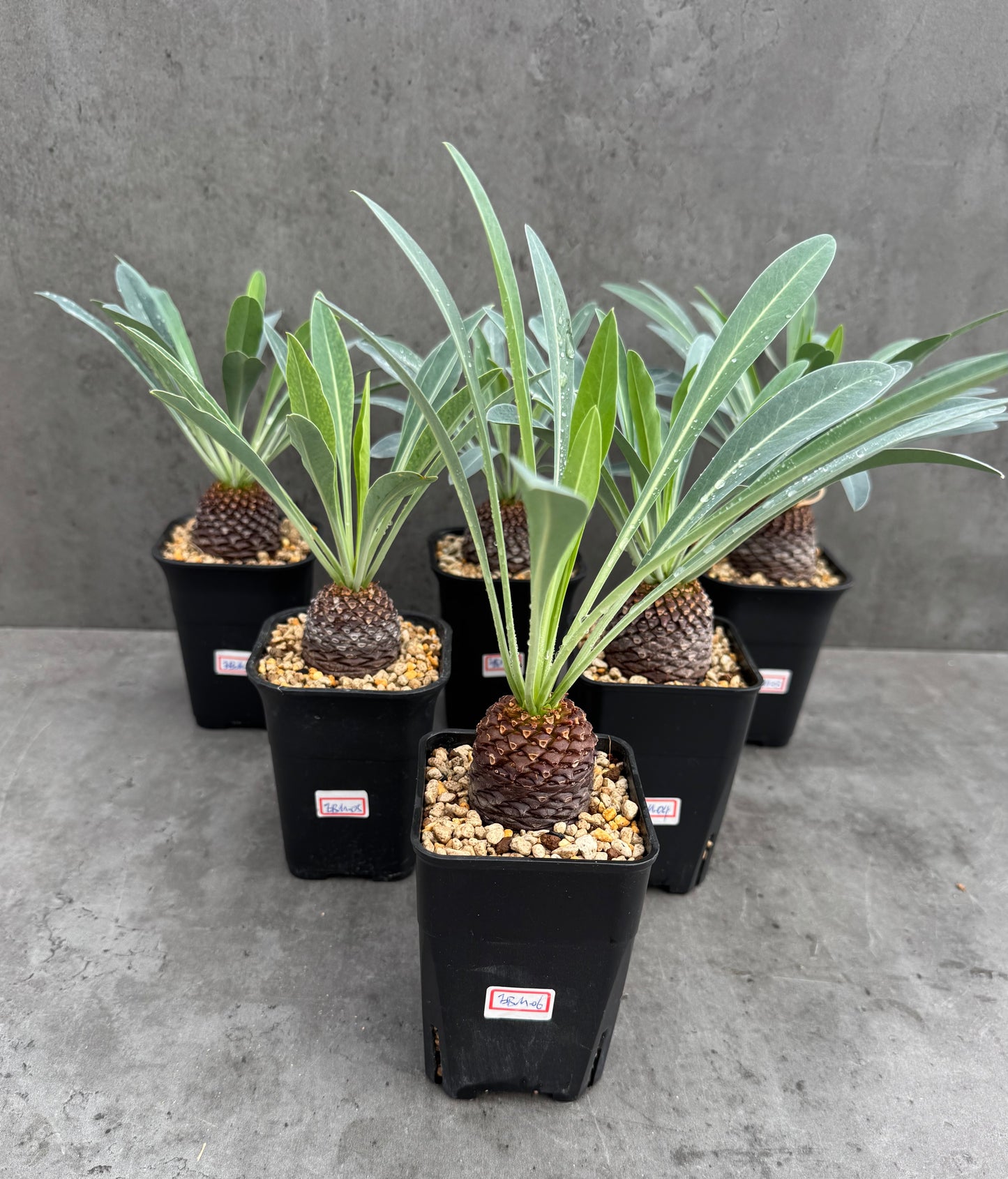 Euphorbia bupleurifolia- mittlere Größe