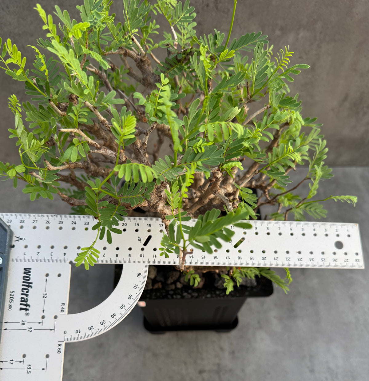 Senna meridionalis XXL - ein exklusives Exemplar! (XXL-03)