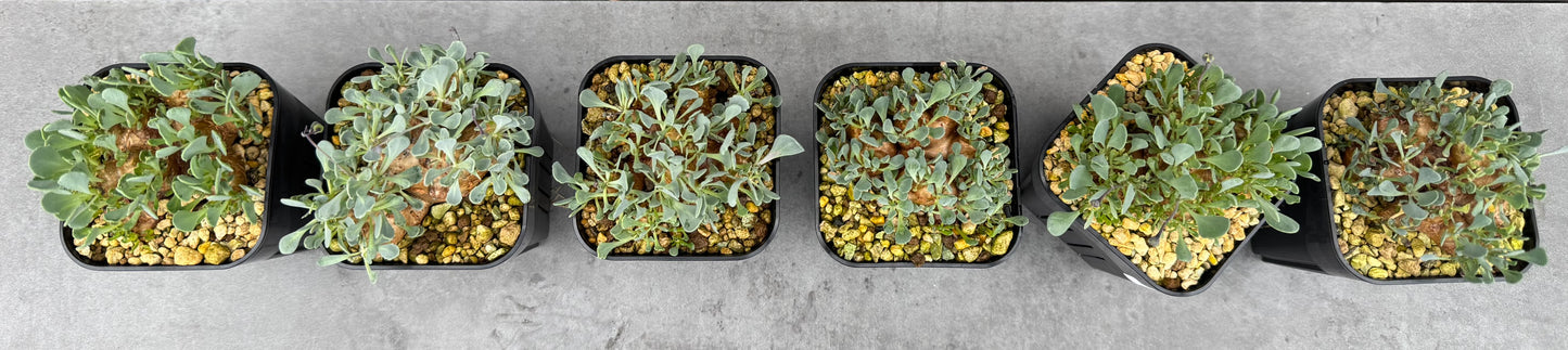 othonna cacalioides - große Pflanzen