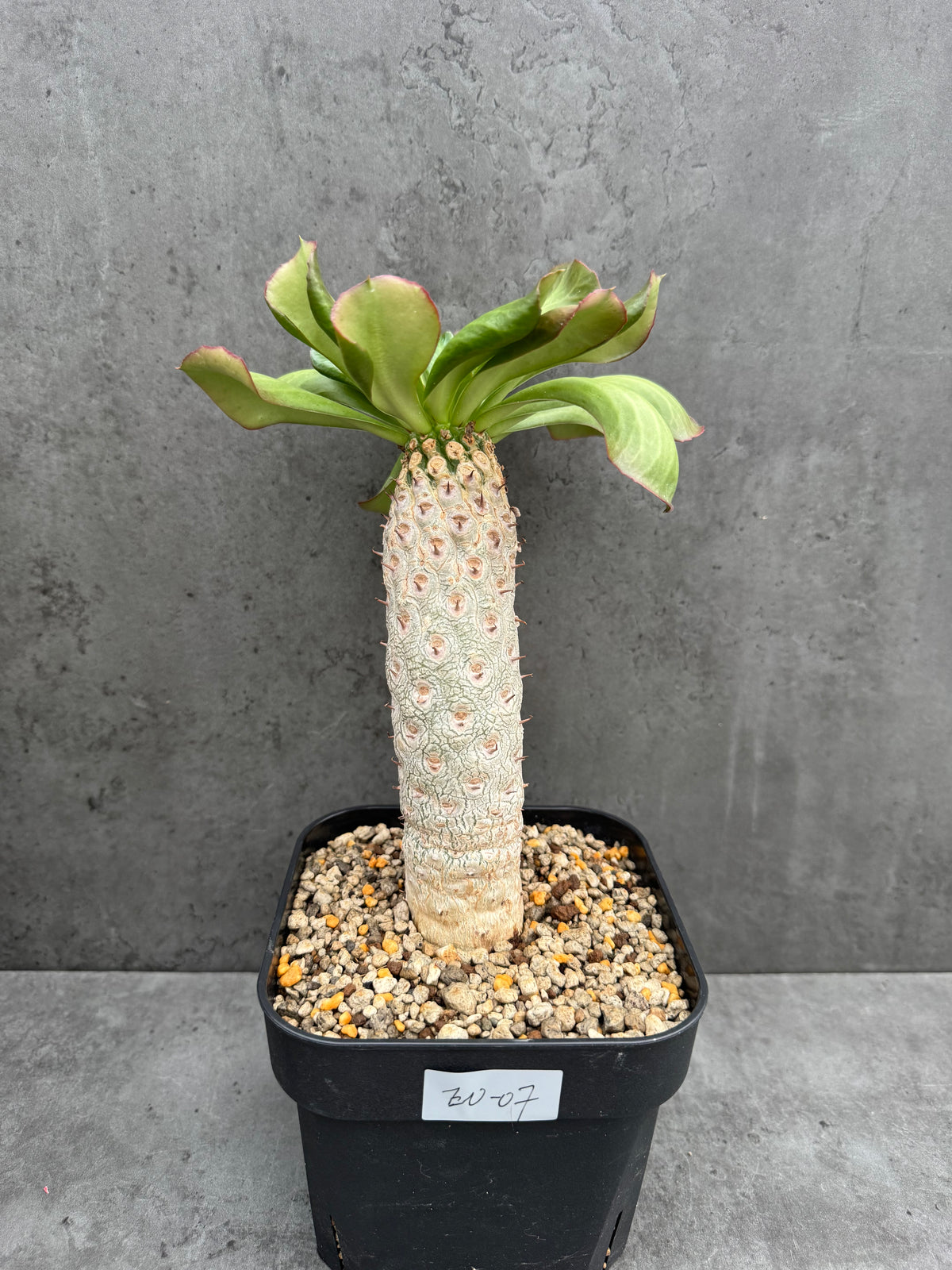 Euphorbia unispina