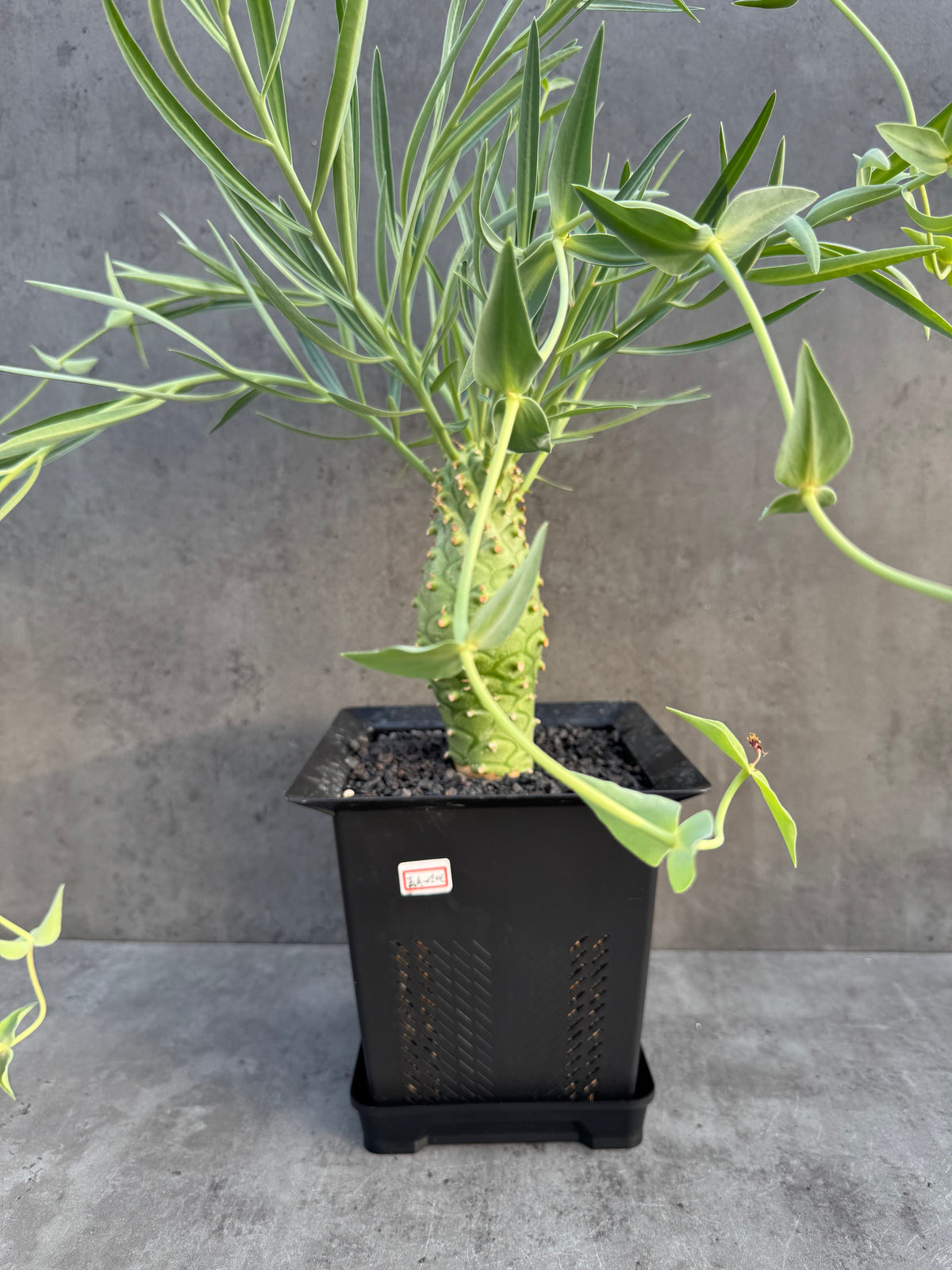 Euphorbia monteiroi – Angola Form (XXL - EM-01)
