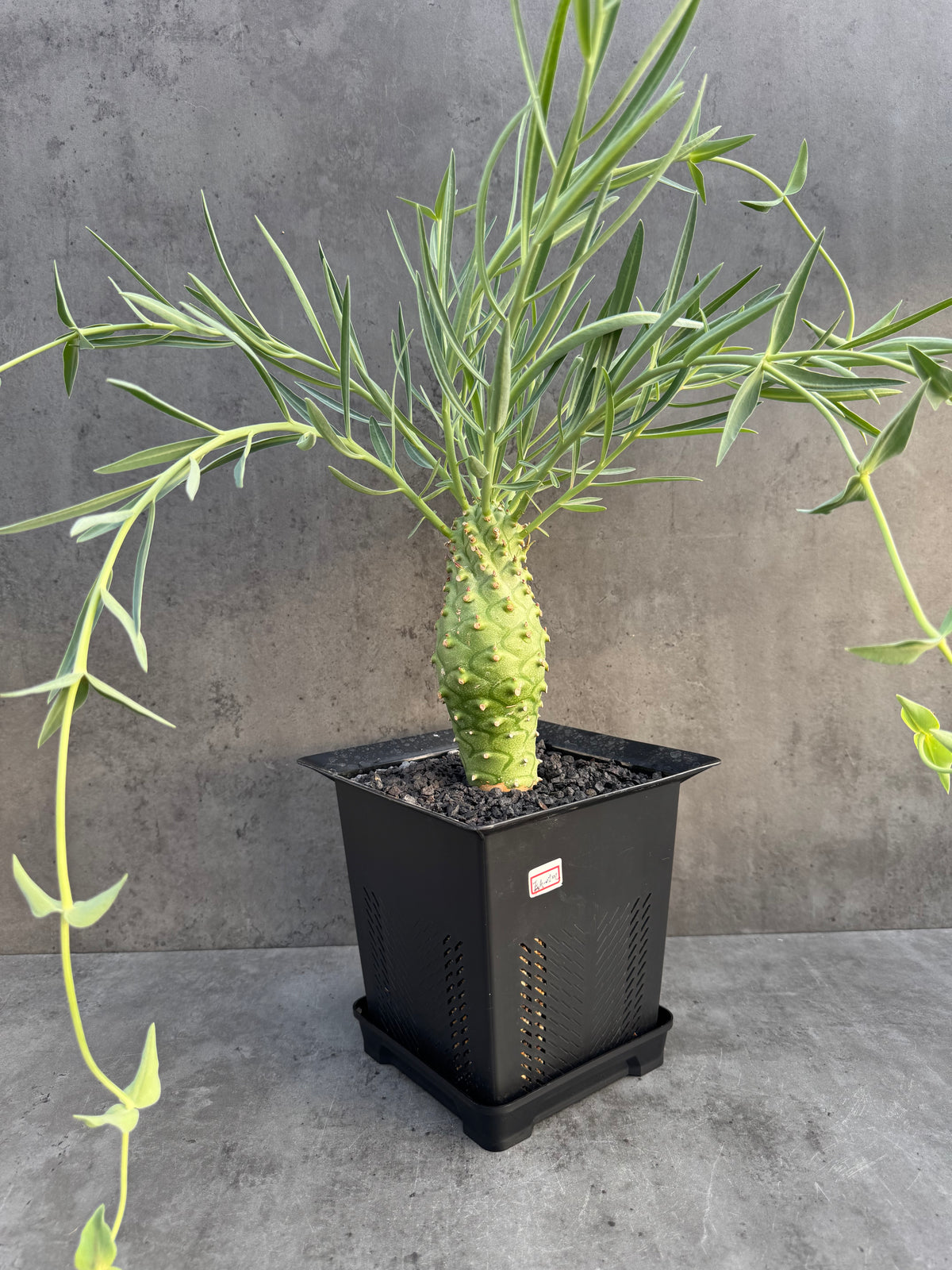 Euphorbia monteiroi – Angola Form (XXL - EM-01)