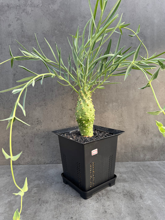 Euphorbia monteiroi – Angola Form (XXL - EM-01)