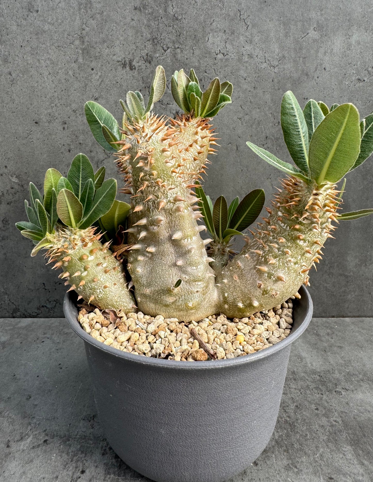 Pachypodium densiflorum große Pflanzen