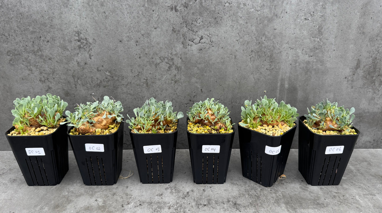 othonna cacalioides - große Pflanzen