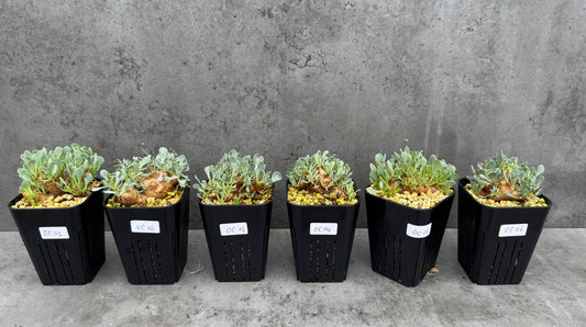 othonna cacalioides - große Pflanzen