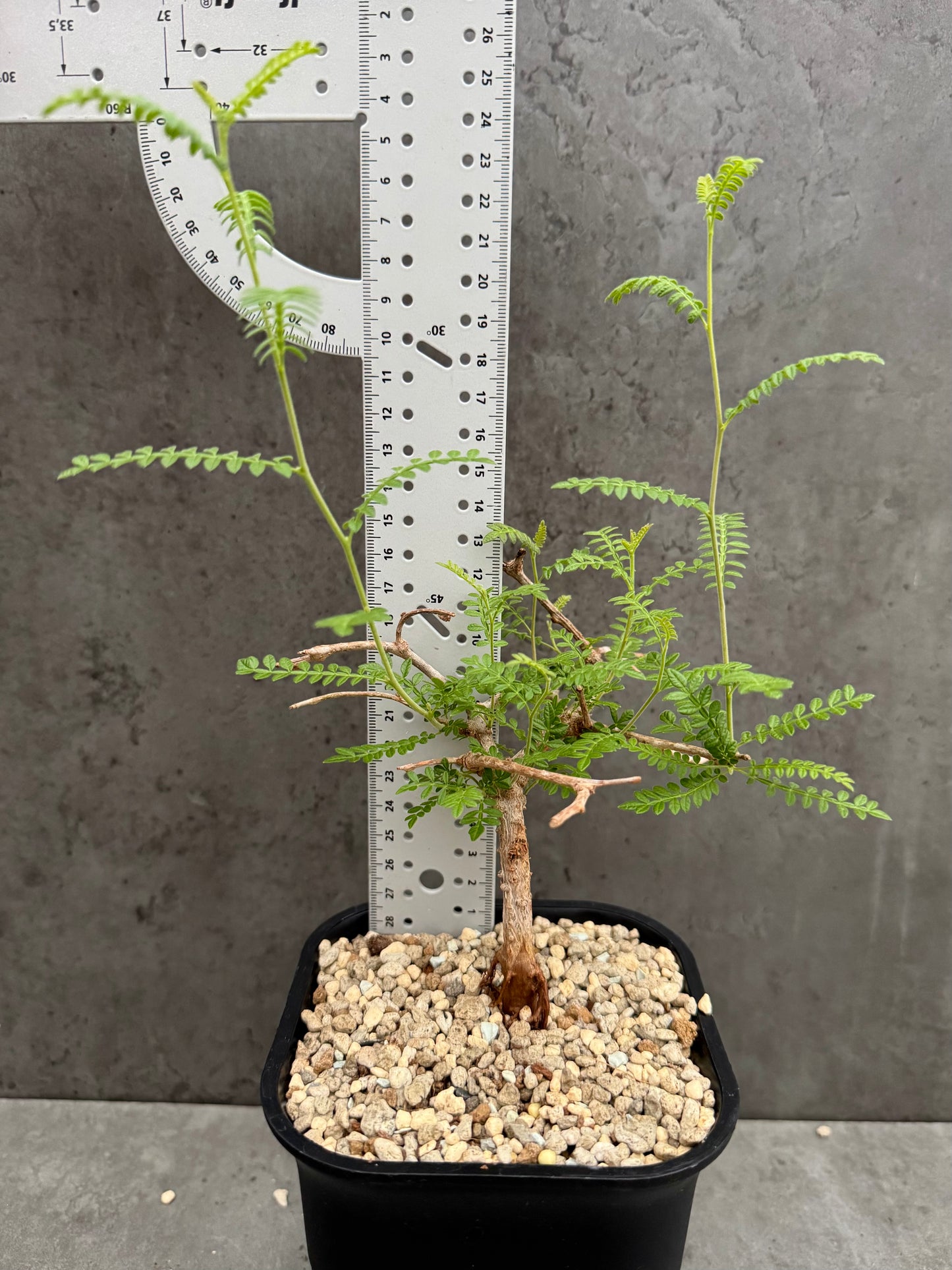 Operculicarya hyphaenoides -Rarität