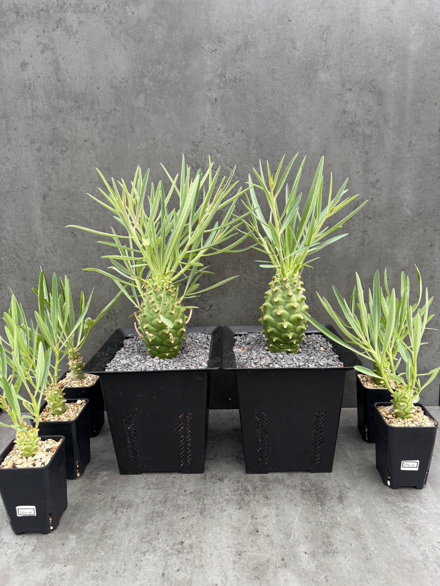 Euphorbia monteiroi - Angola