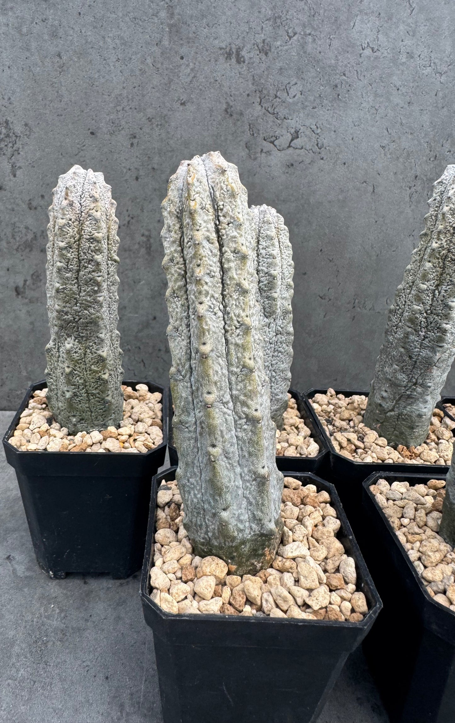 Euphorbia abdelkuri – wurzecht