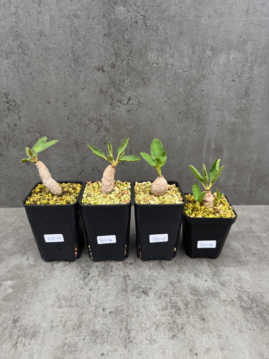 Euphorbia turberosa - Winterwachser