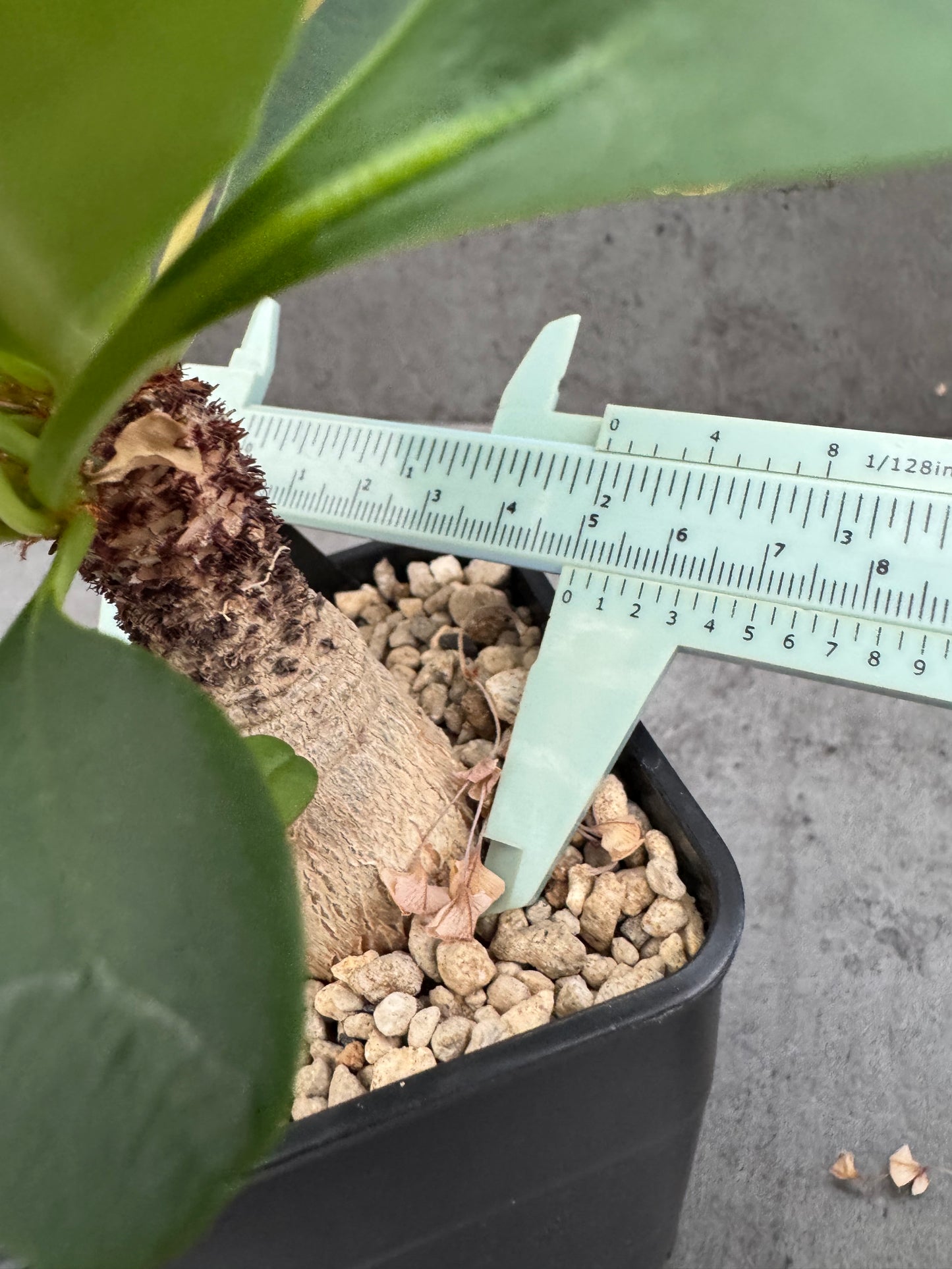 Euphorbia ramena - Riesenpflanzen