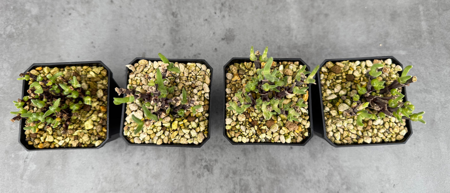 Drosanthemum ramulosum- Stammbildende Mittagsblume aus Südafrika