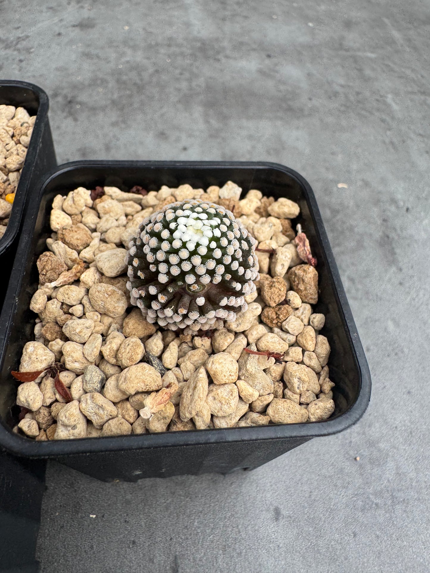Mammillaria luethyi - wurzelecht