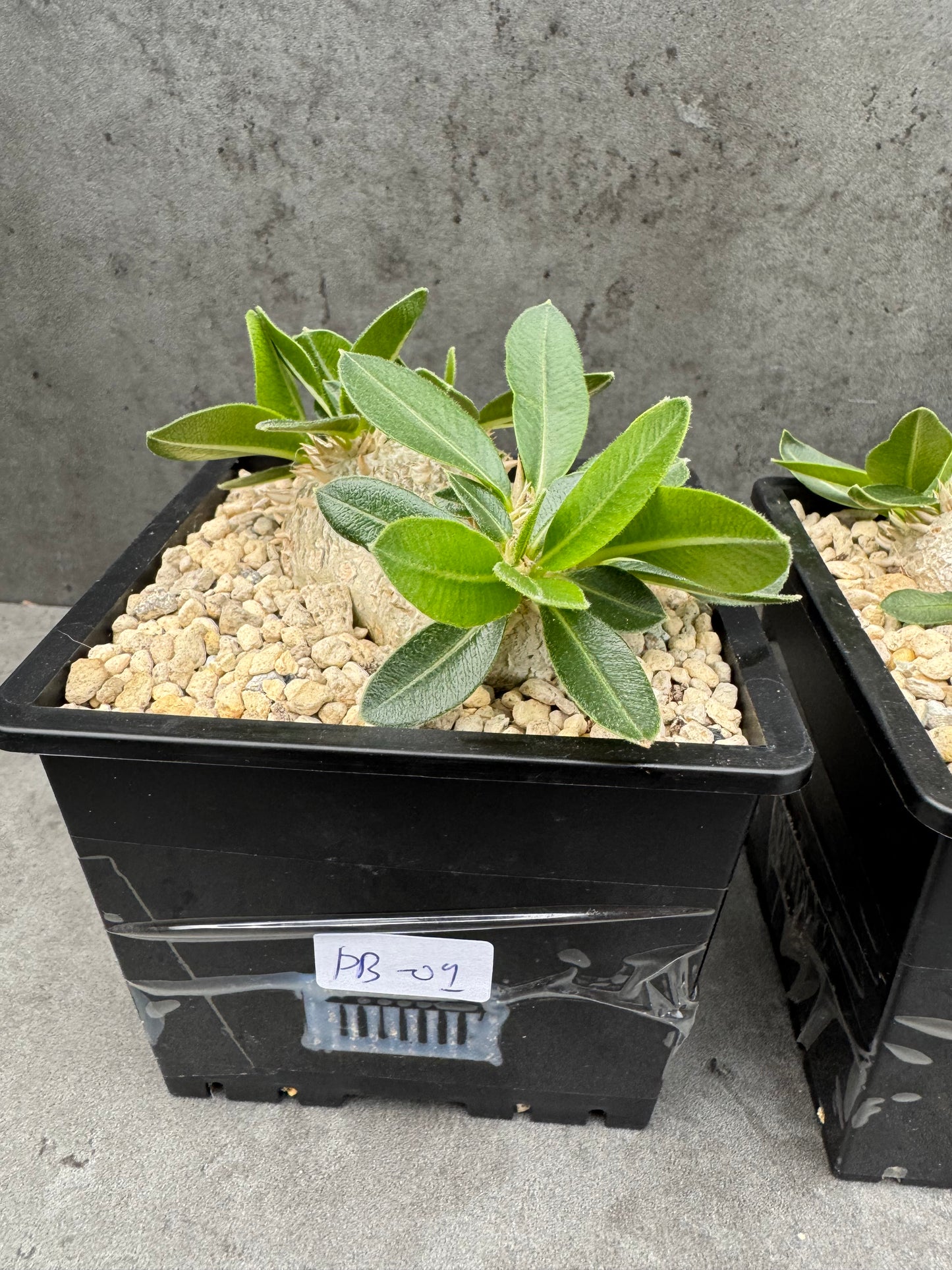 Pachypodium brevicaule großes Exemplar - wurzelecht