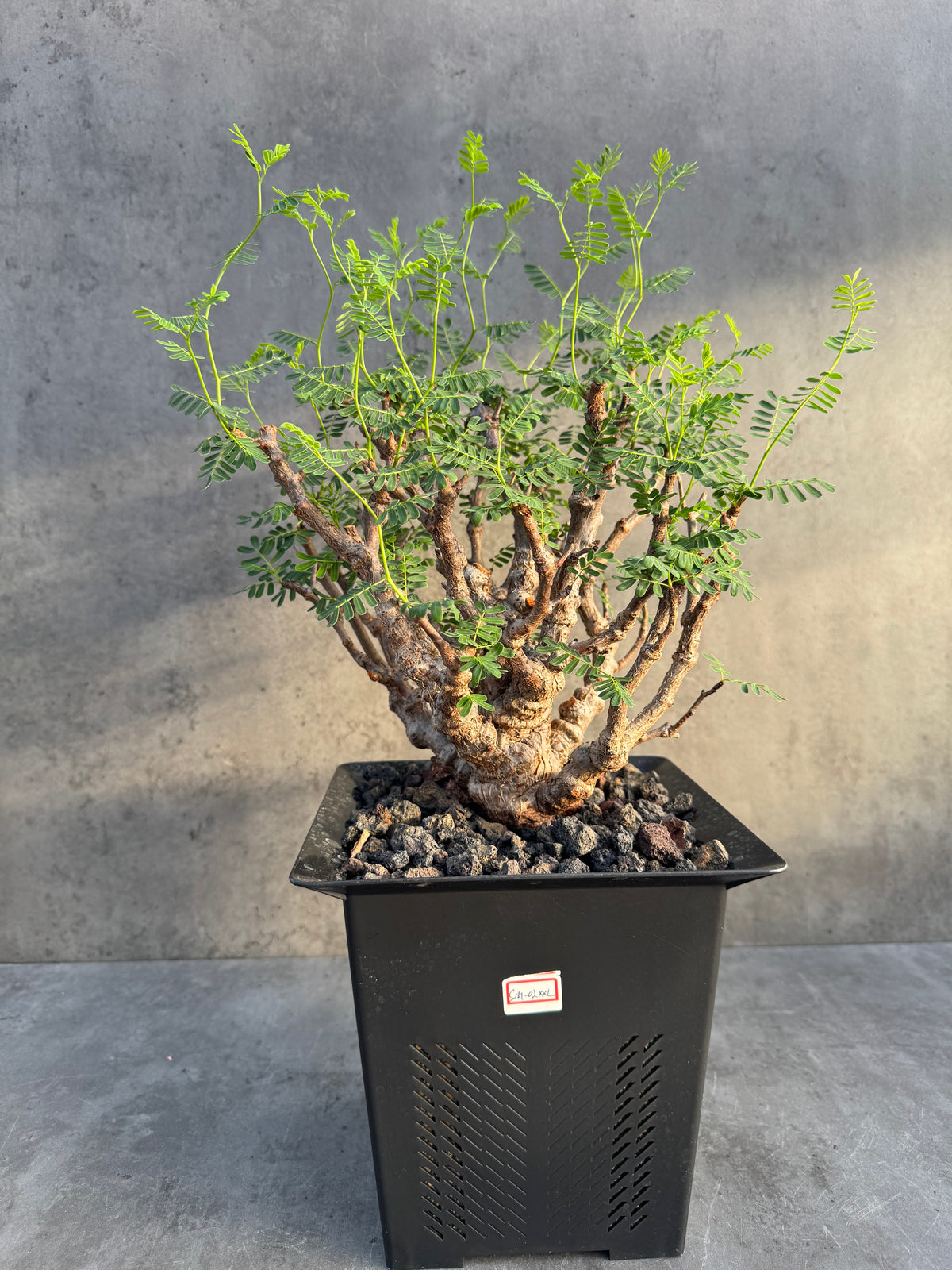 Senna meridionalis XXL - ein exklusives Exemplar!