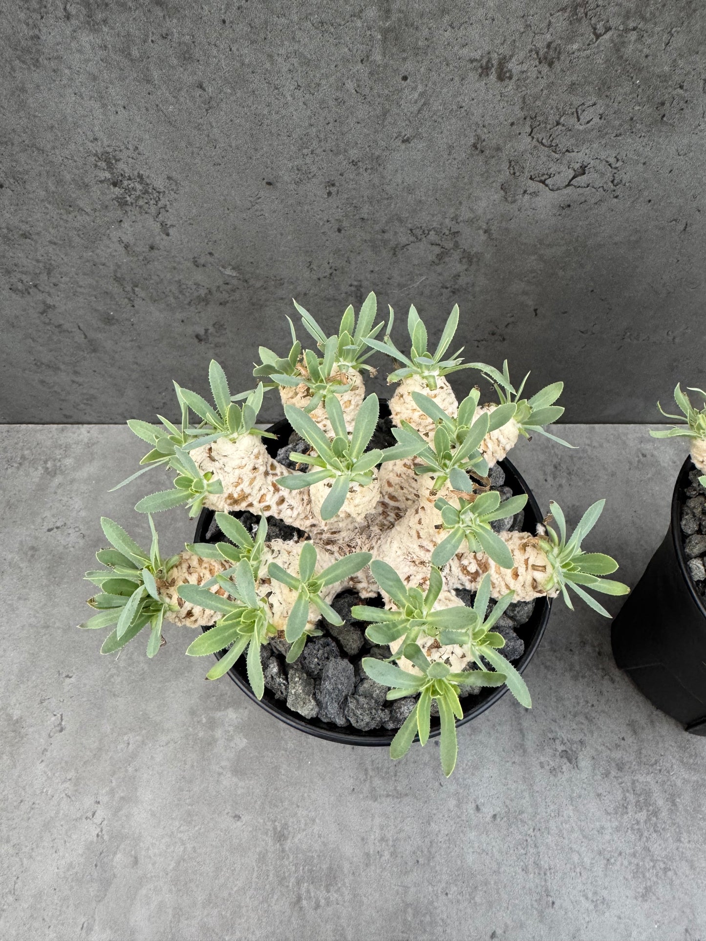 Othonna retrorsa- Riesenmutterpflanzen