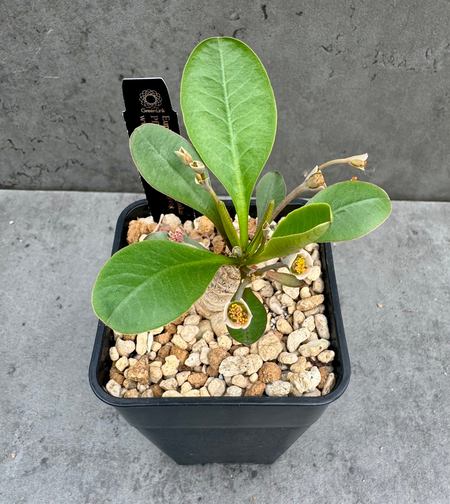 Euphorbia subapoda