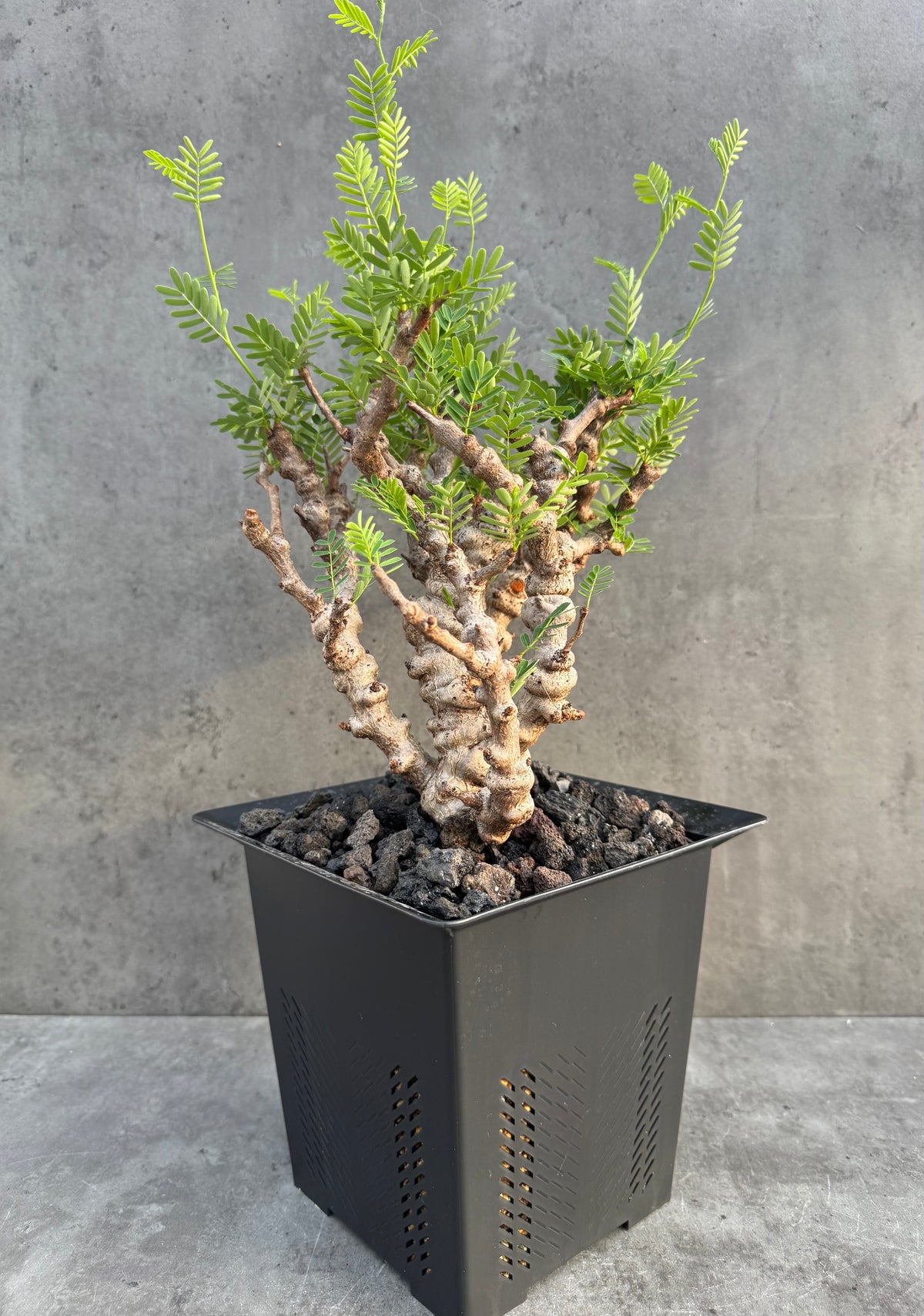 Senna meridionalis - ein exklusives Exemplar! (XL-05)