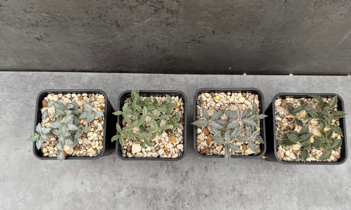 Euphorbia tulearensis