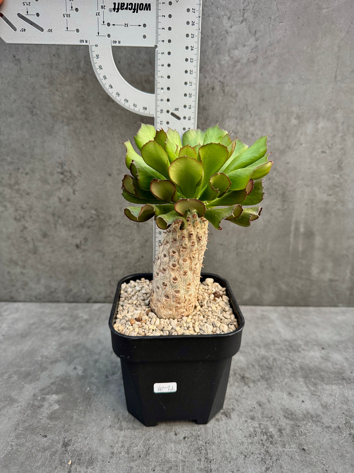 Euphorbia unispina