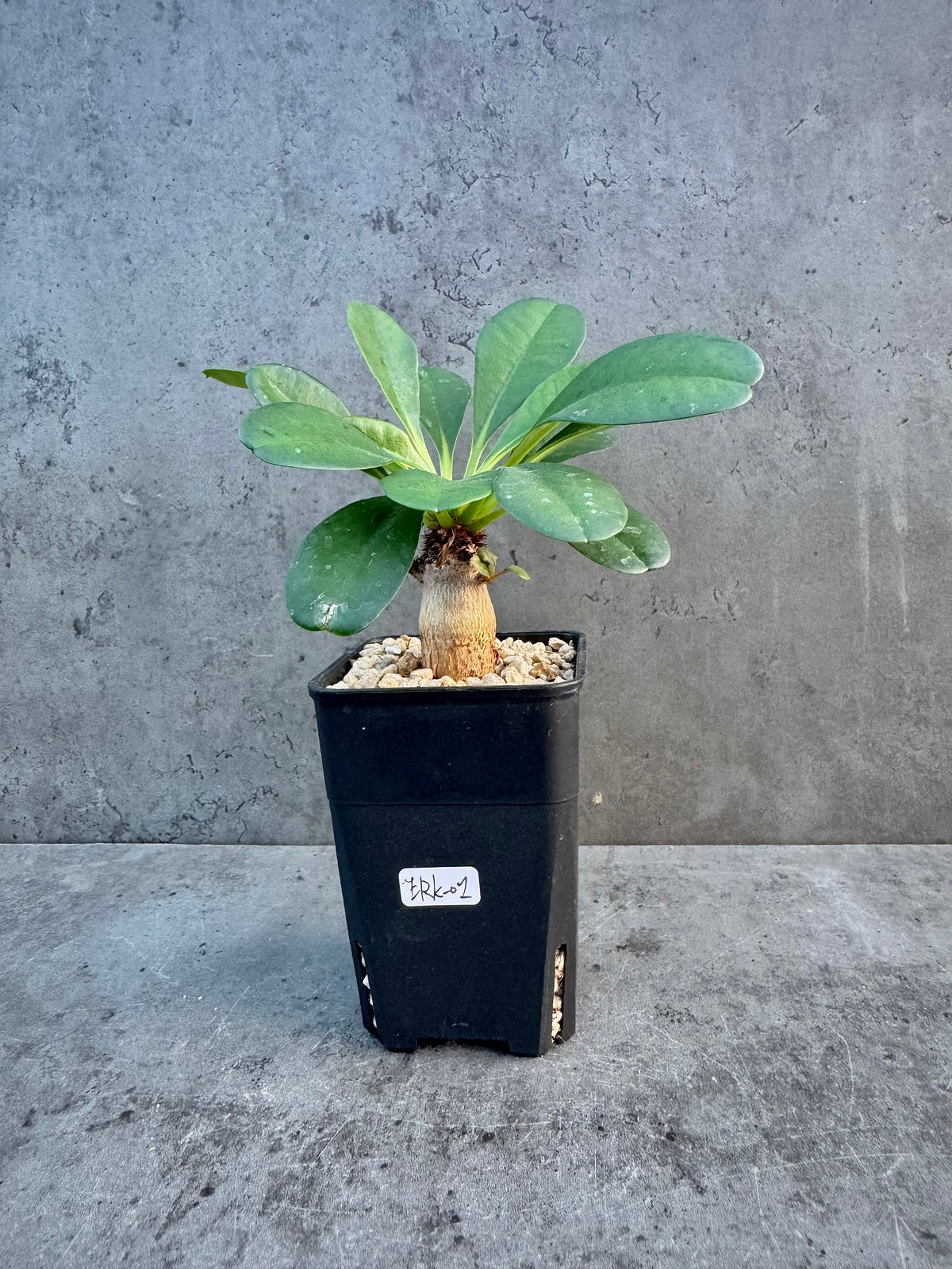 Euphorbia ramena