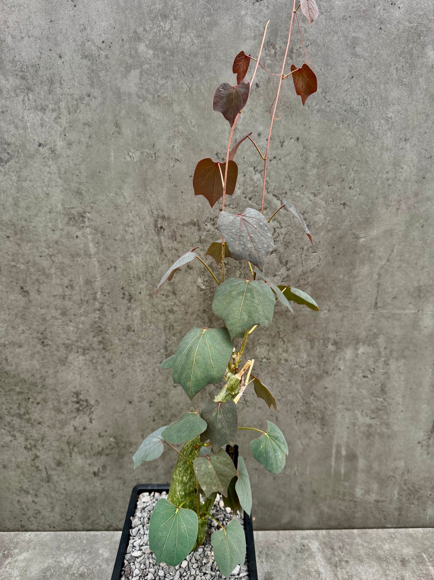 Adenia stylosa - red leaf