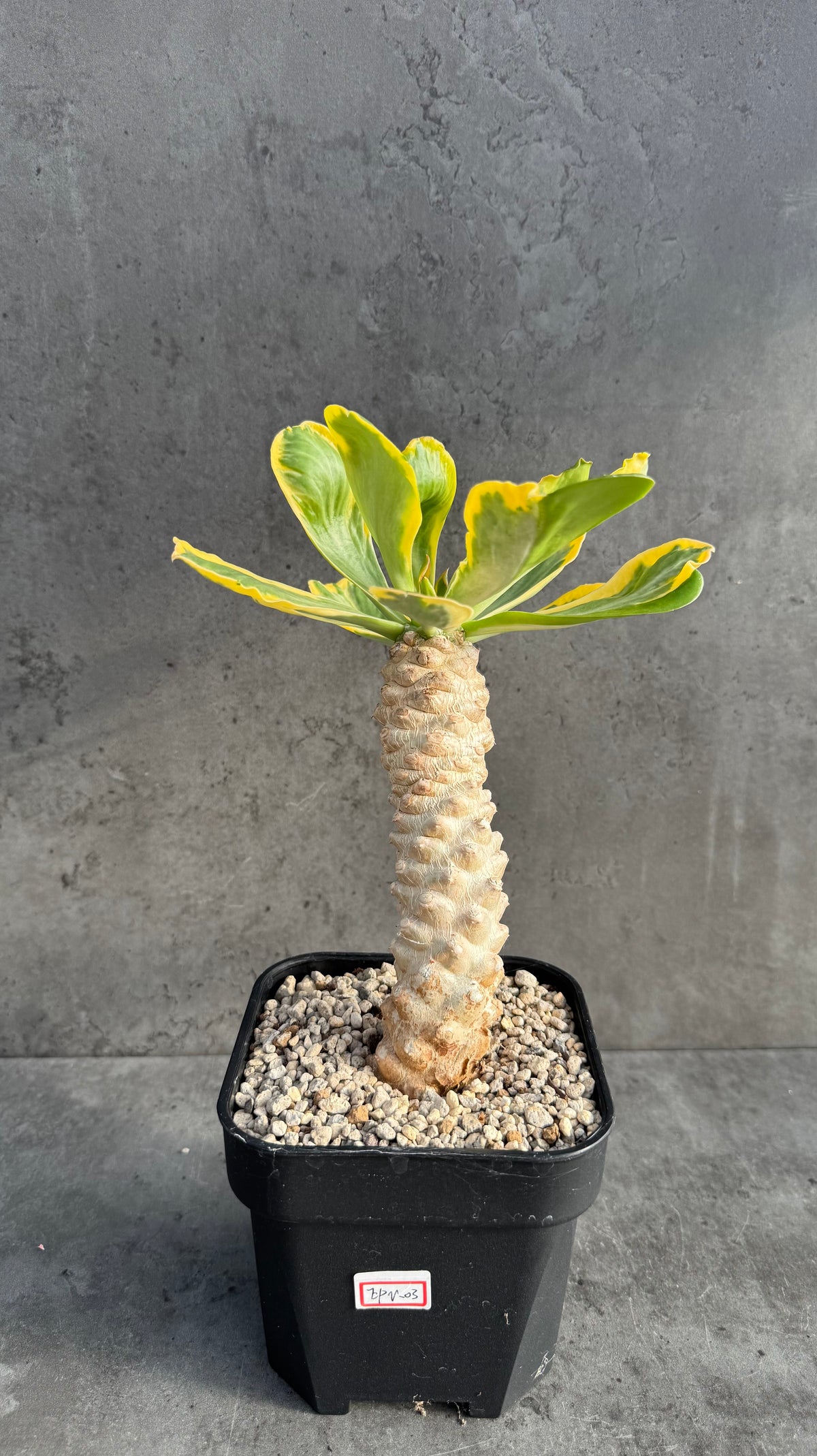 Euphorbia poissonii variegata - Wurzelechte Exemplare