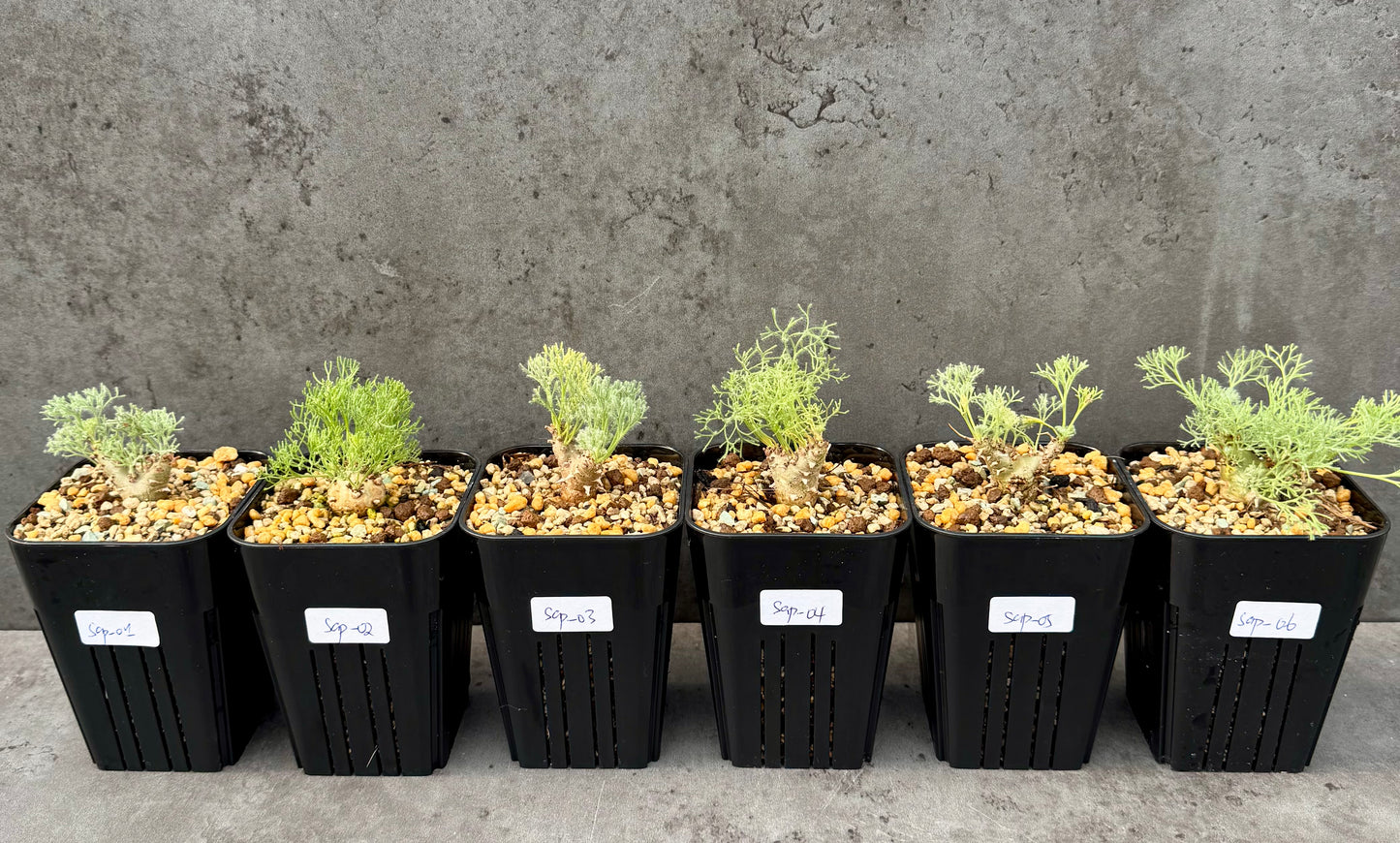 Sarcocaulon peniculinum