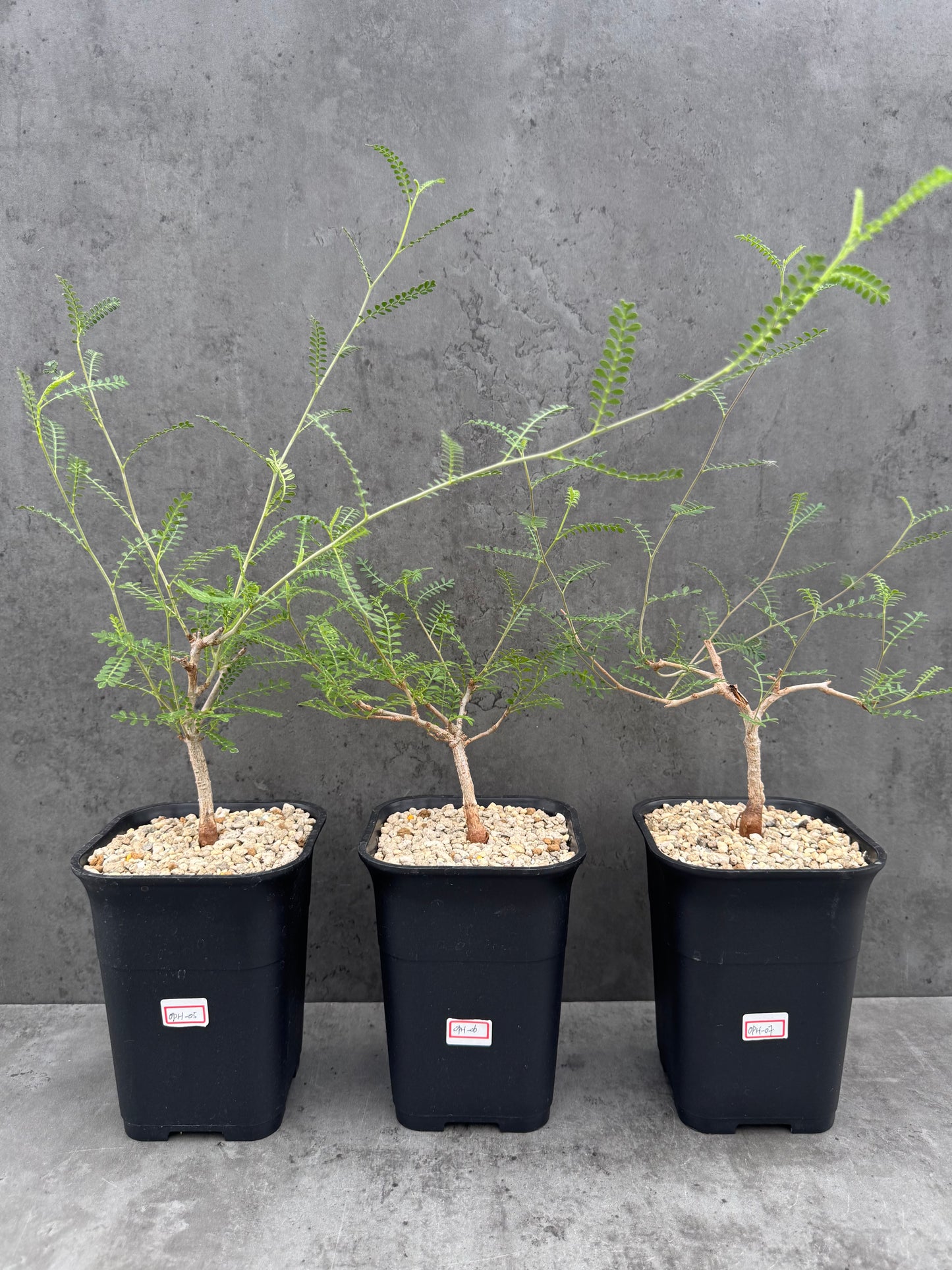 Operculicarya hyphaenoides -Rarität