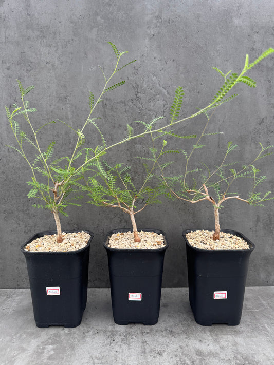 Operculicarya hyphaenoides -Rarität
