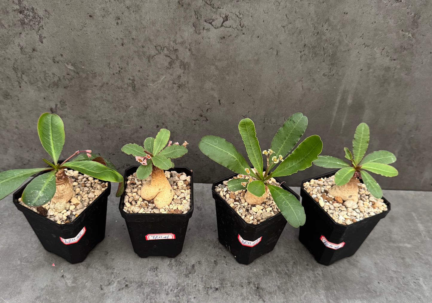 Euphorbia primulifolia