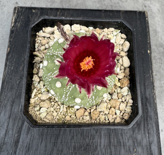 Astrophytum asterias - Dunkelrote Blüte