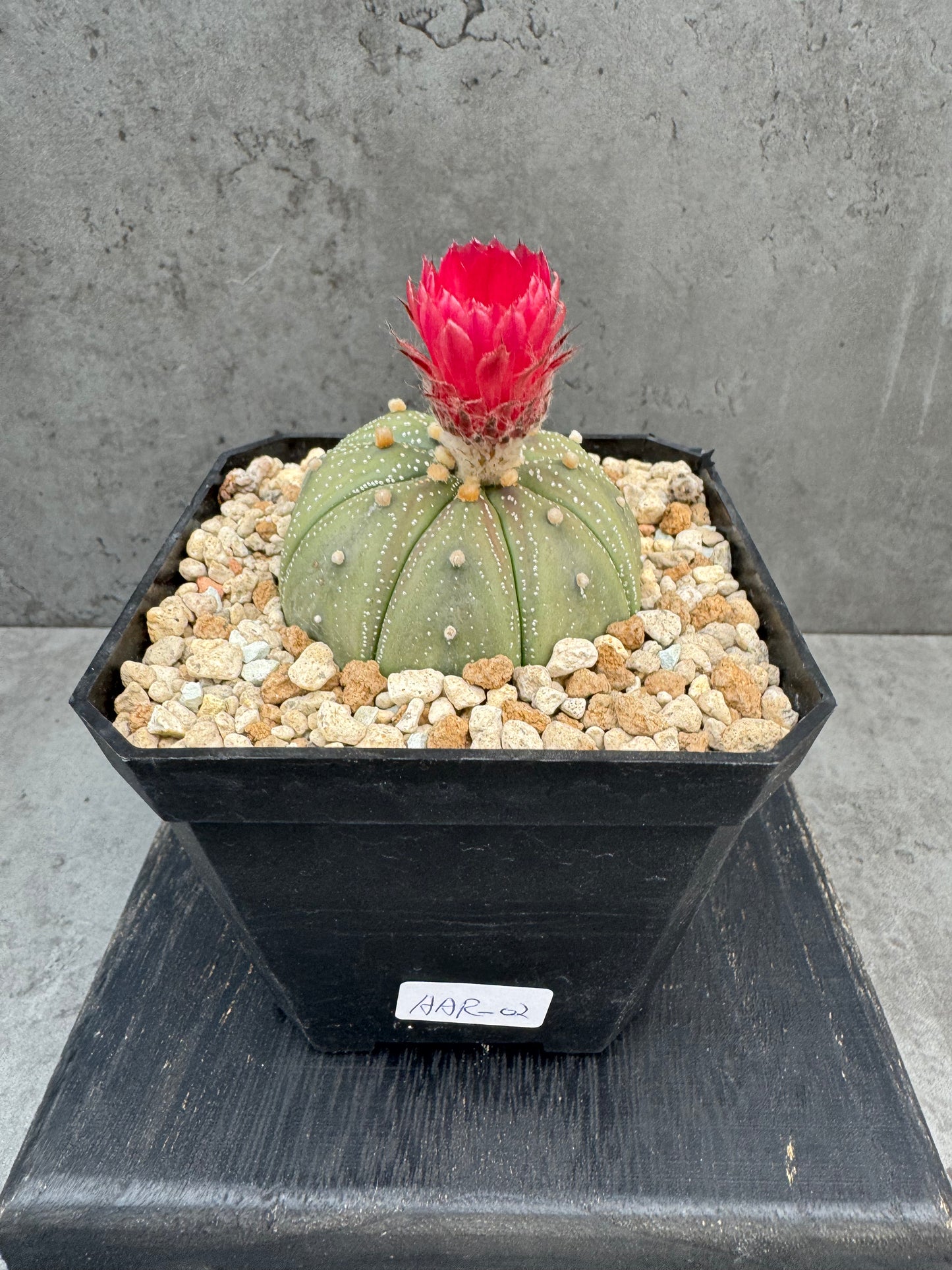 Astrophytum asterias - Dunkelrote Blüte