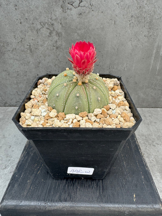 Astrophytum asterias - Dunkelrote Blüte