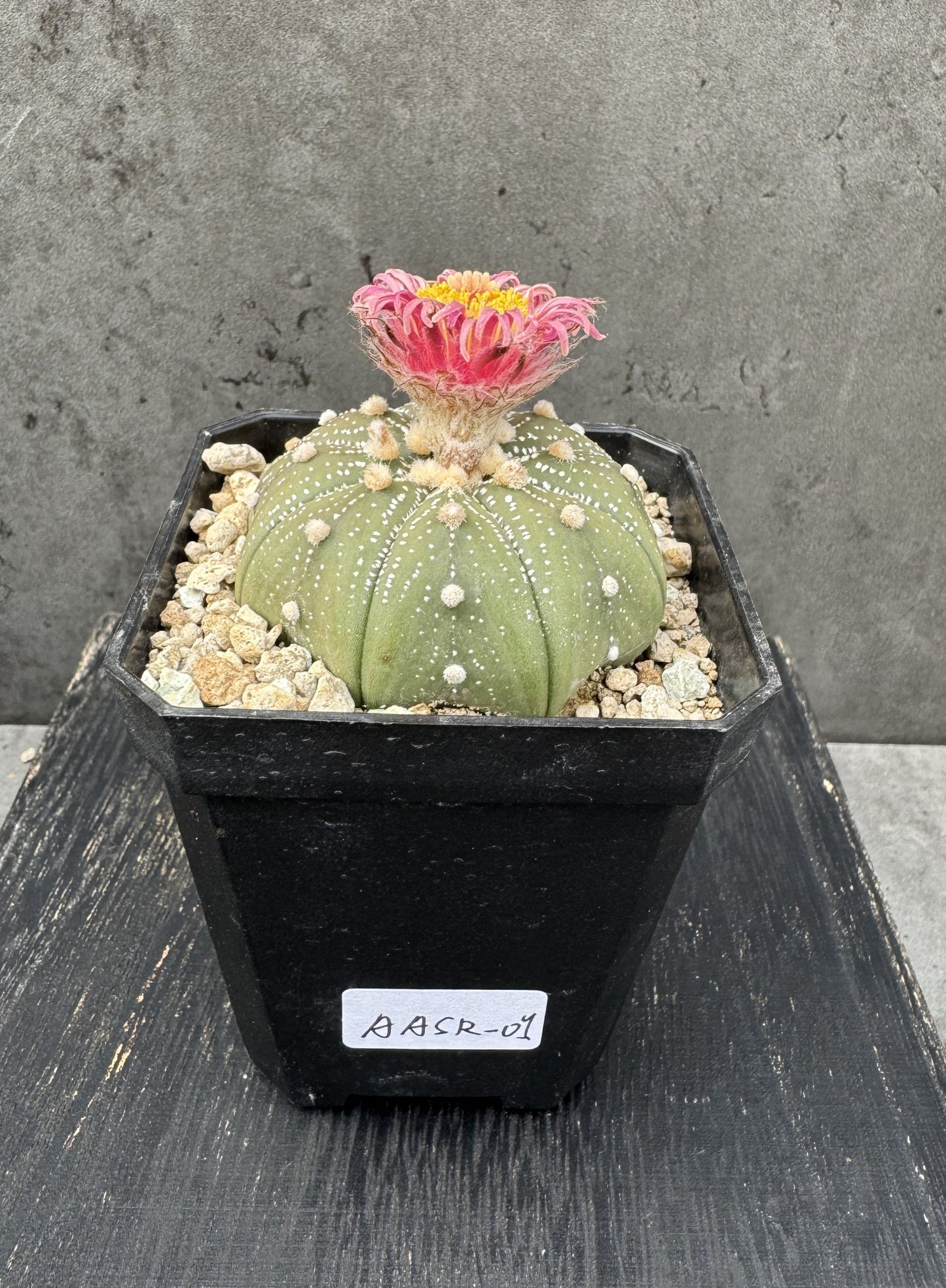 Astrophytum asterias - Akabana shinshowa rote Blüte