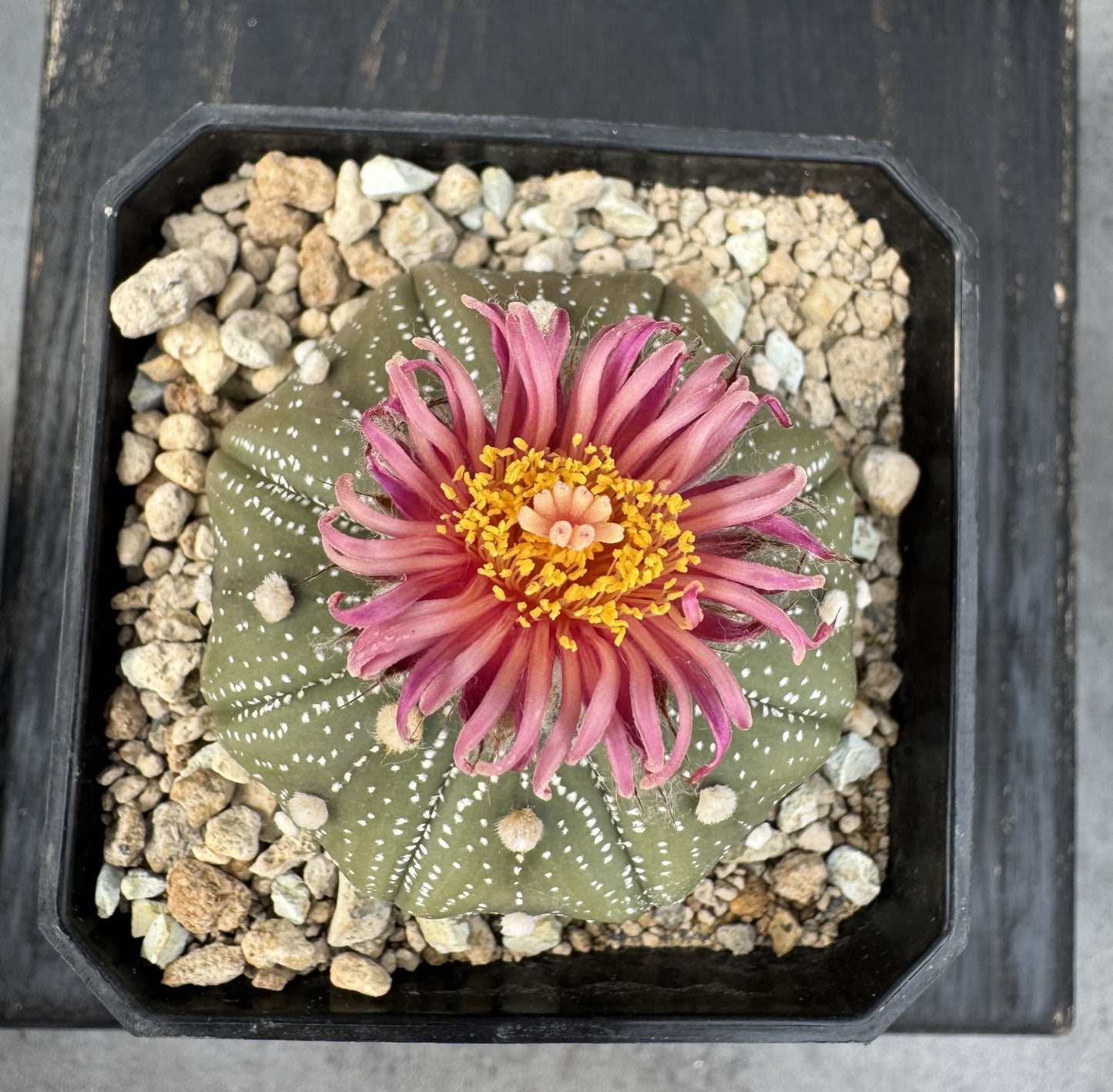 Astrophytum asterias - Akabana shinshowa rote Blüte