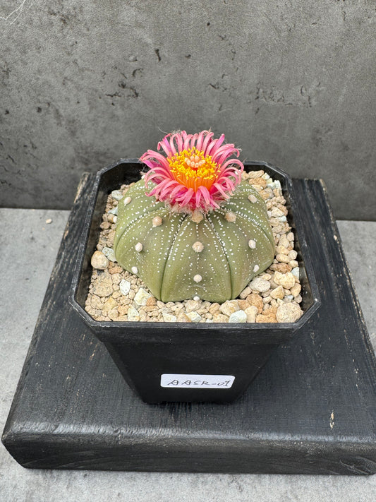 Astrophytum asterias - Akabana shinshowa rote Blüte