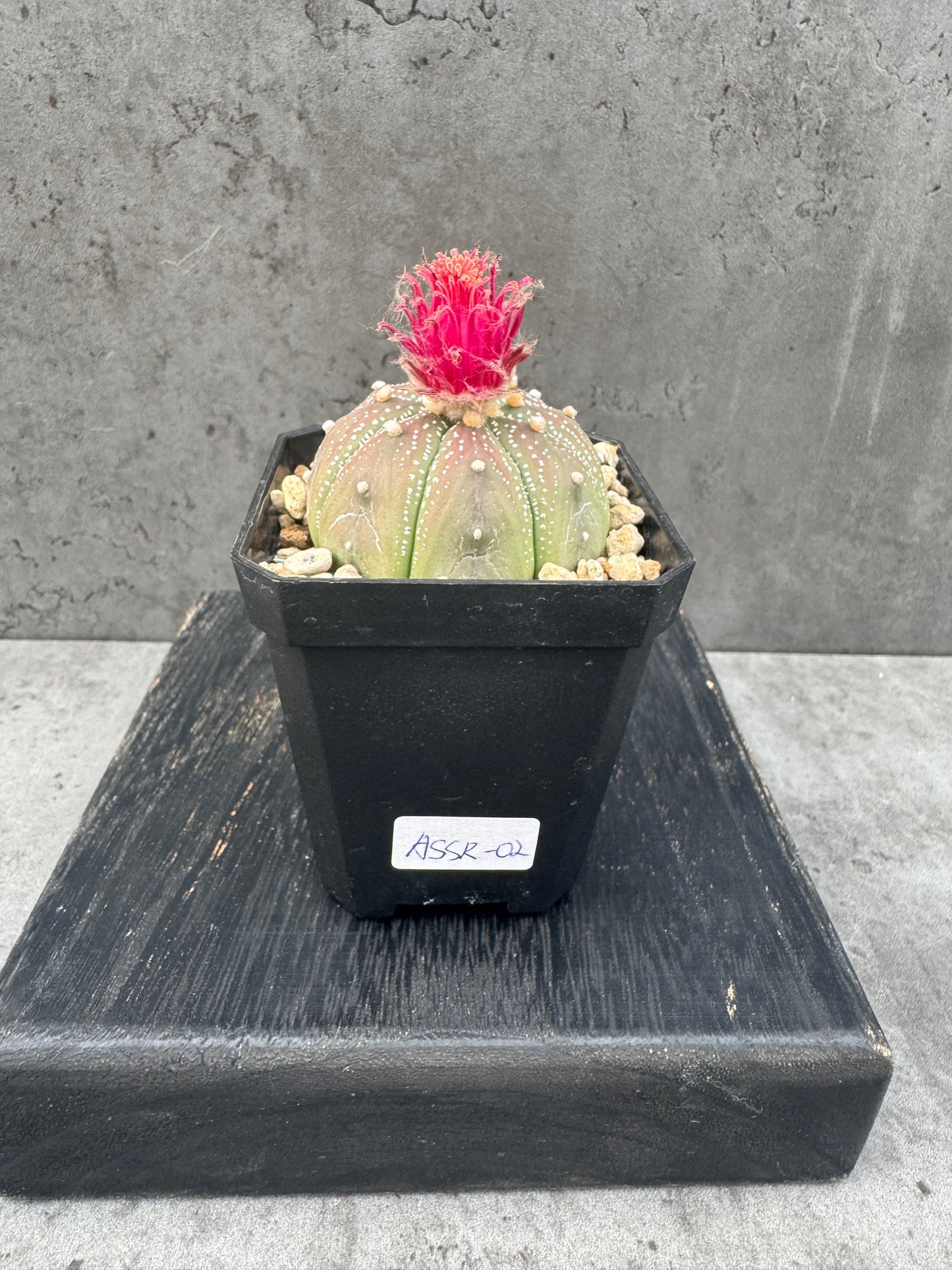 Astrophytum asterias - Akabana shinshowa rote Blüte