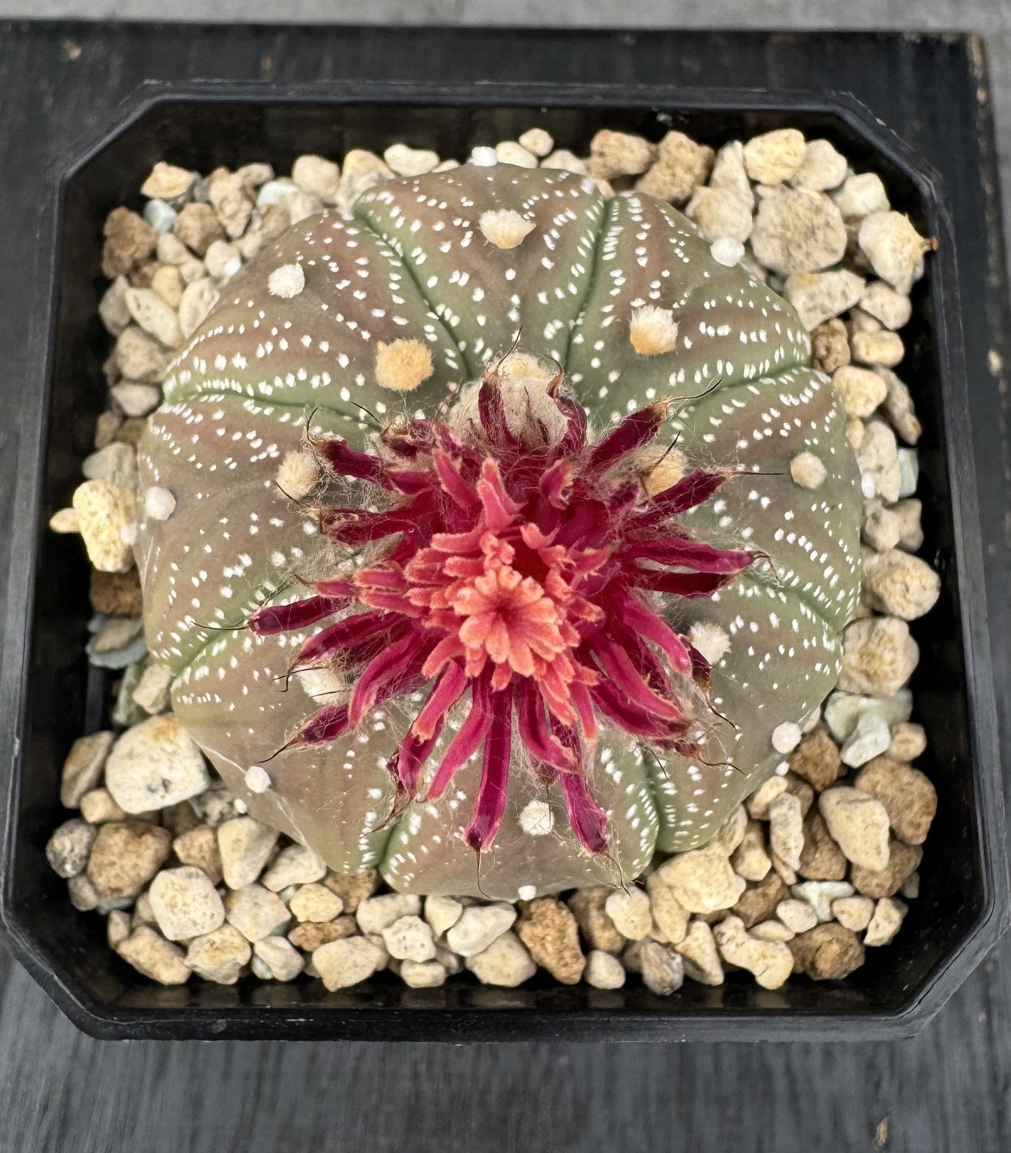 Astrophytum asterias - Akabana shinshowa rote Blüte