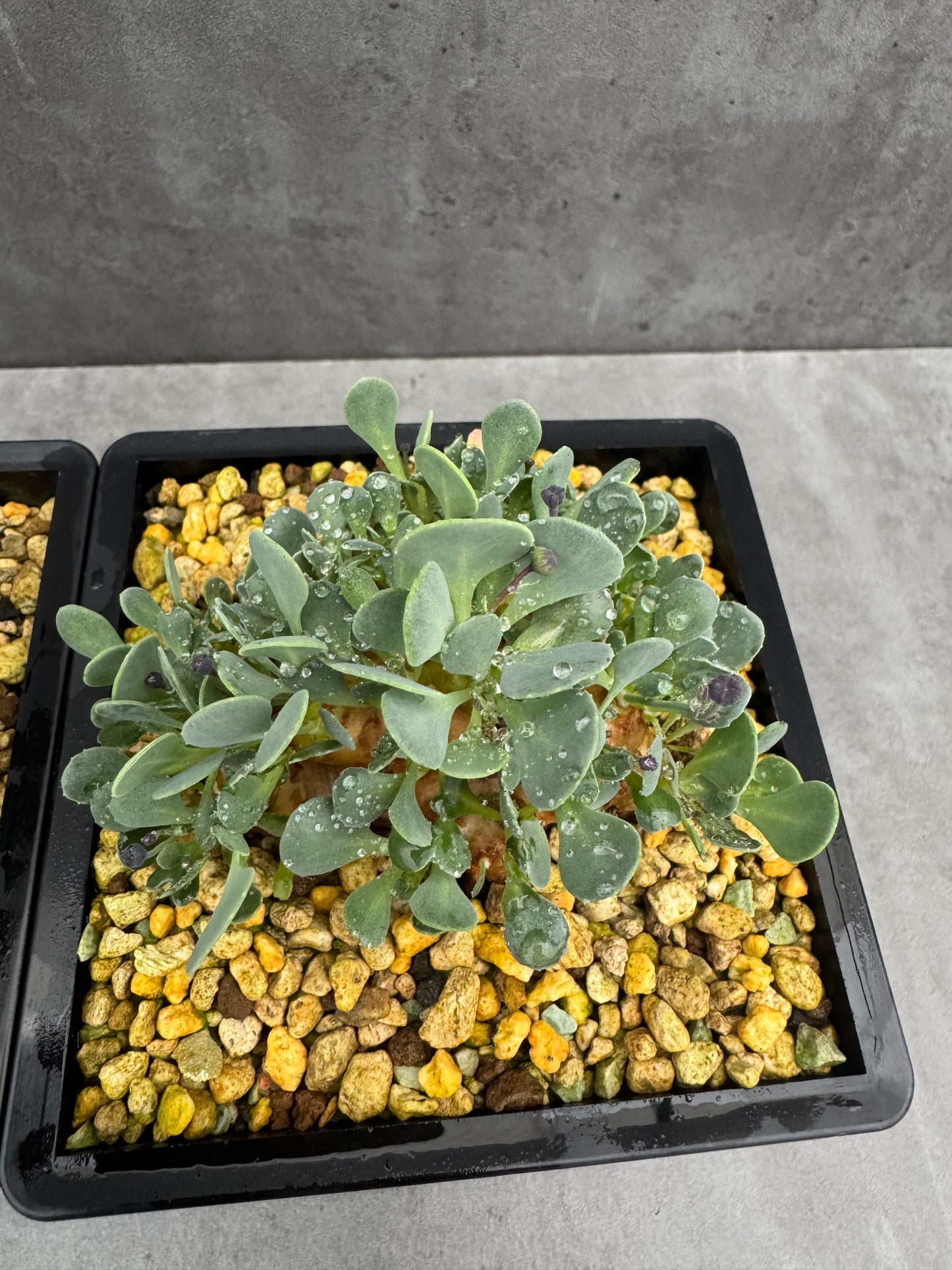 Othonna cacalioides - XXL Exemplar