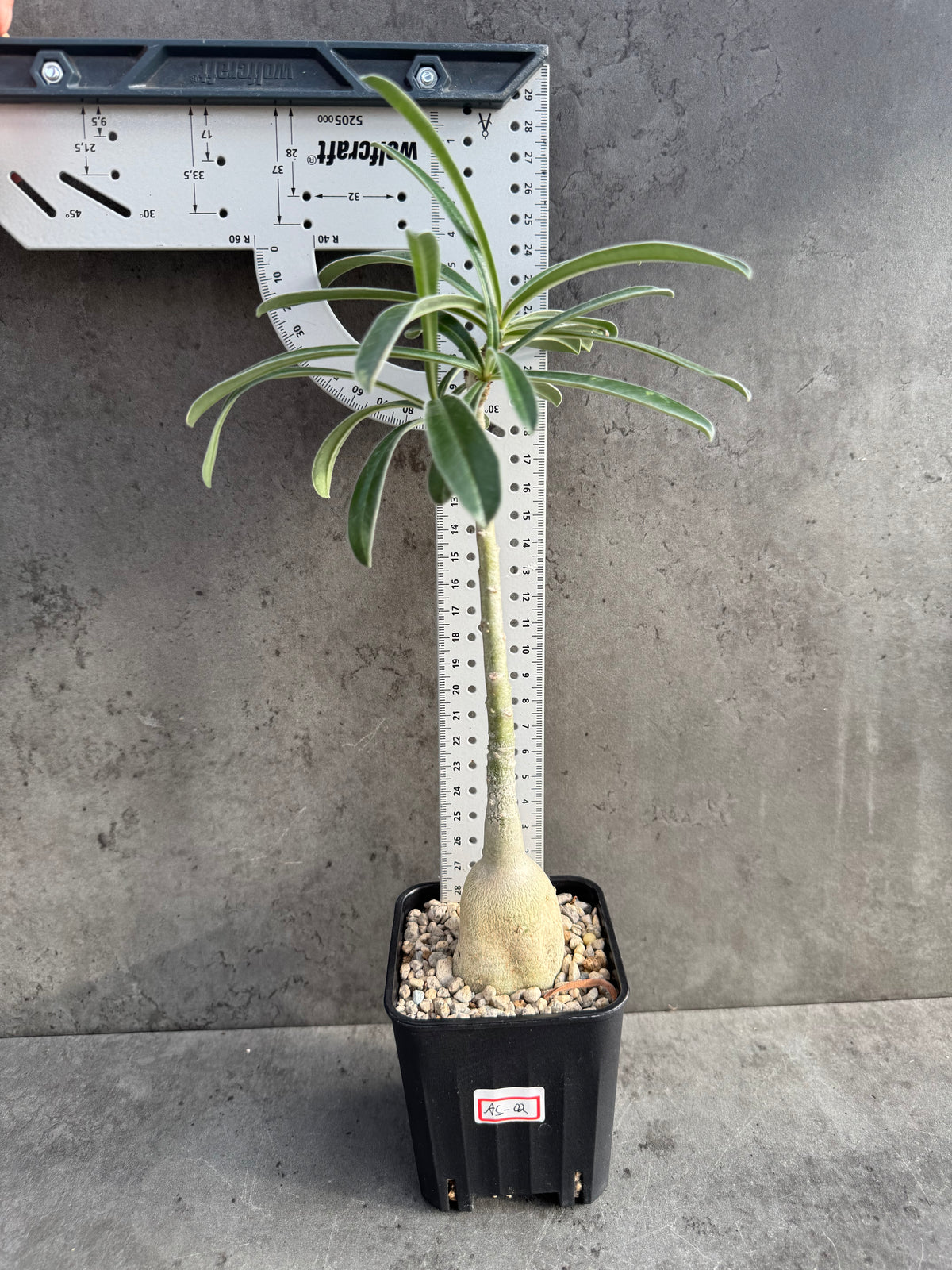 Adenium swazicum