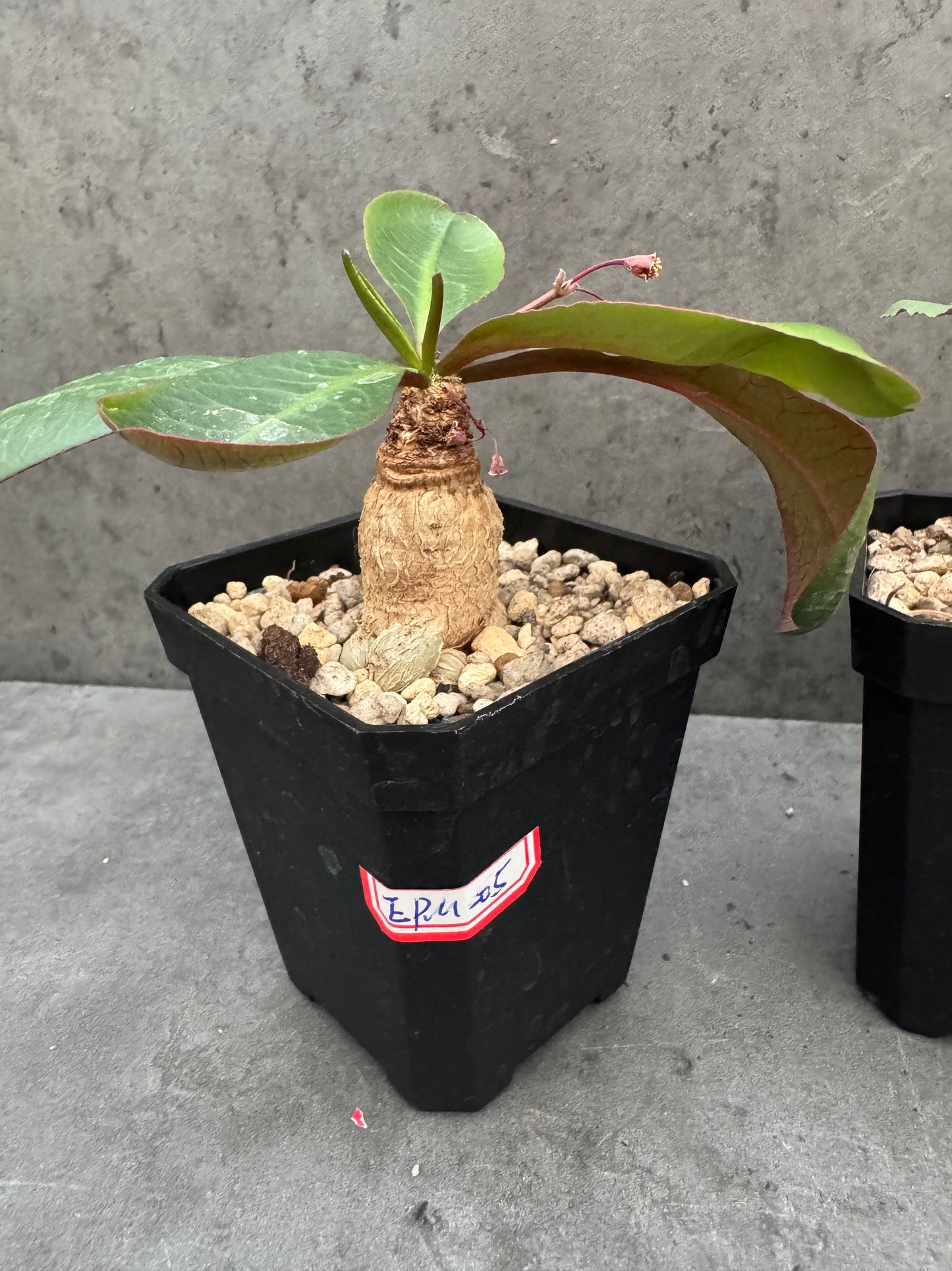 Euphorbia primulifolia