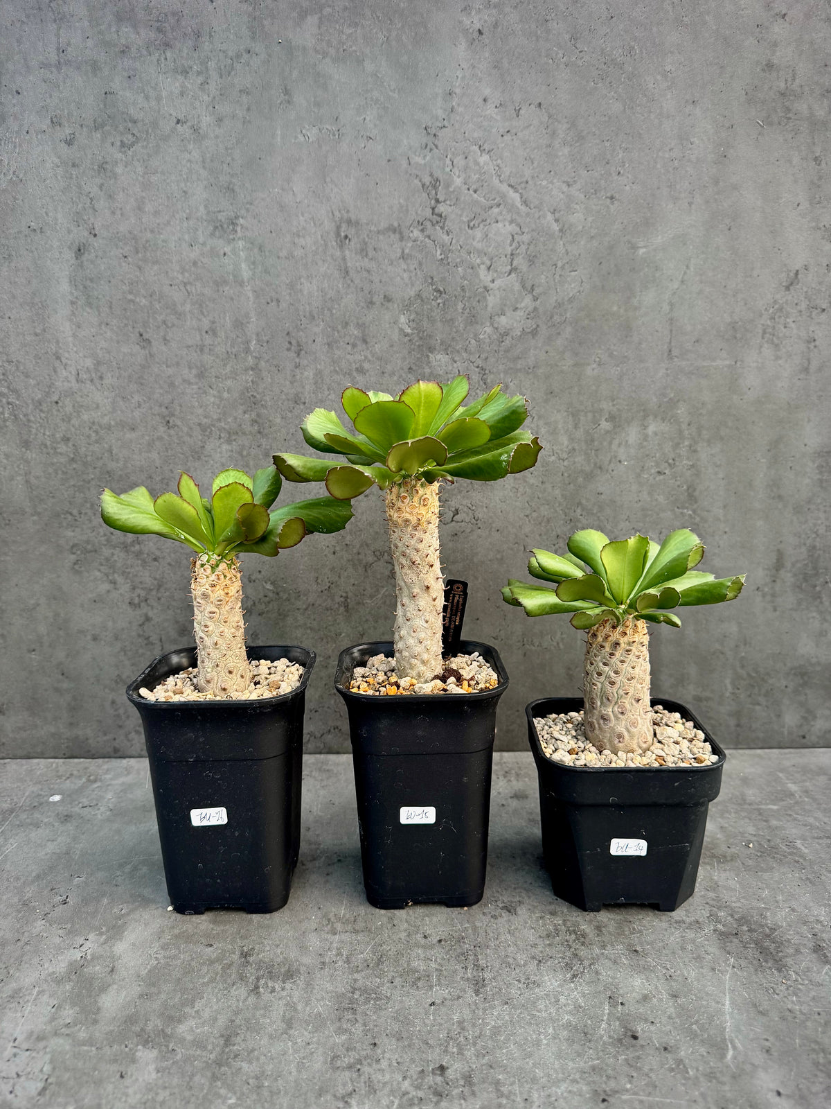 Euphorbia unispina
