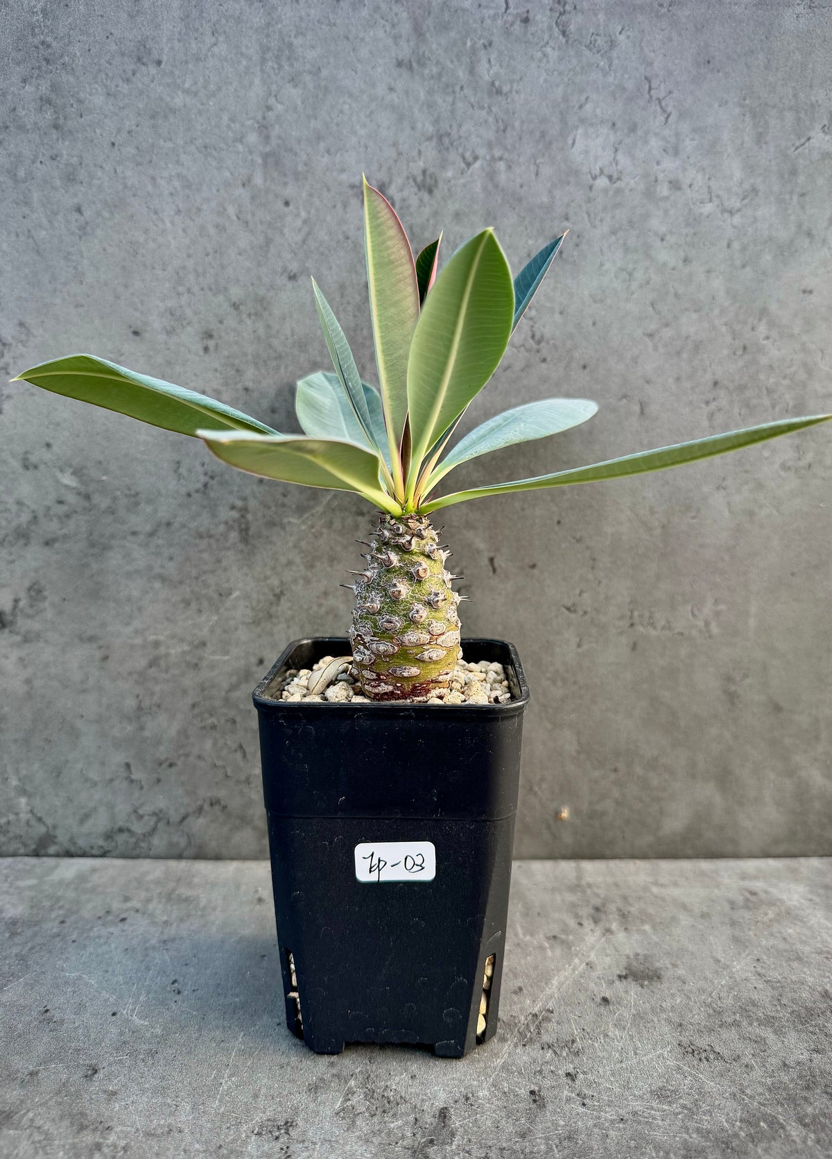 Euphorbia pachypodioides