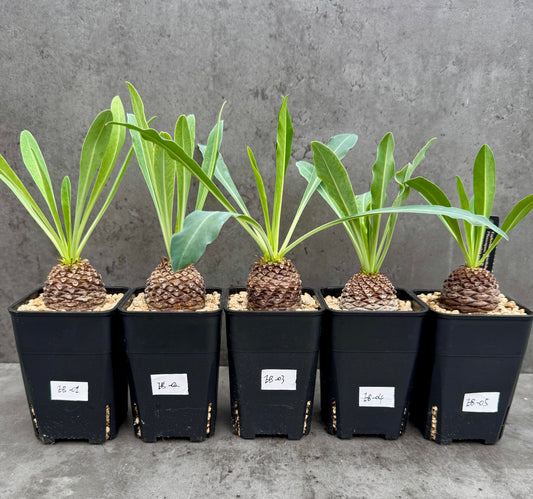 Euphorbia bupleurifolia – Exklusive Caudexpflanze mit Palmen- & Ananasoptik