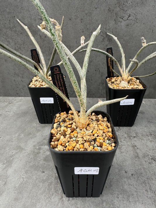 Astrophytum caput-medusae wurzelecht!