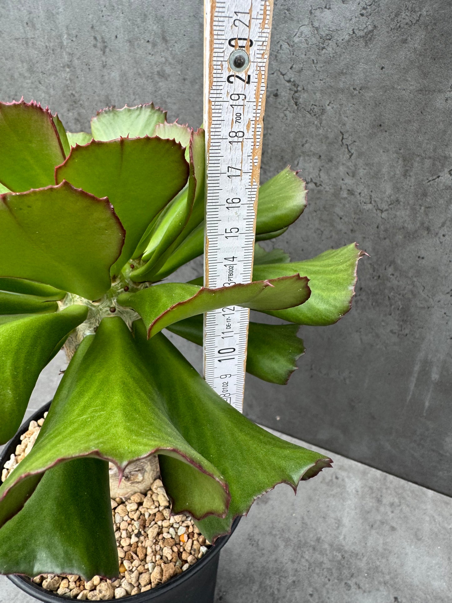 Euphorbia unispina - wurzelechte Exemplare