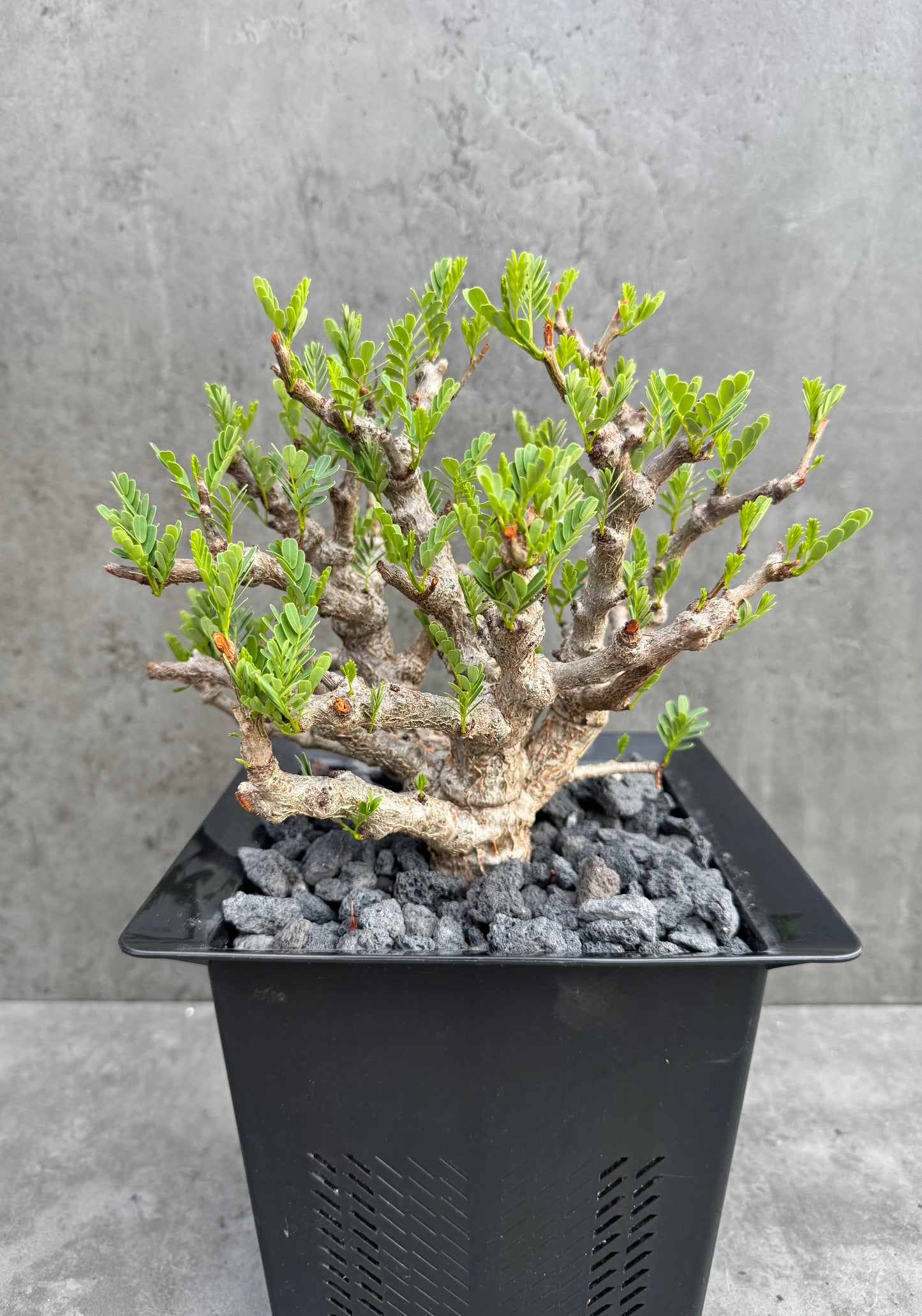 Senna meridionalis - ein exklusives Exemplar!